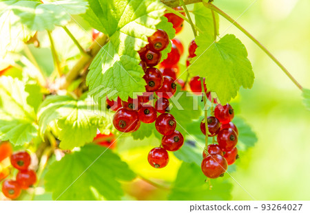 Ripe red currant berries hang on a branch 93264027