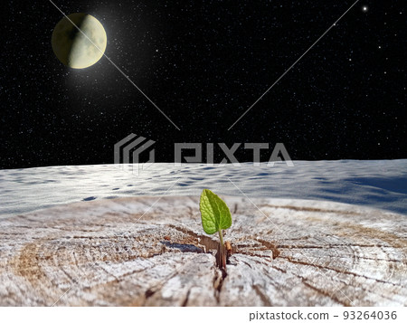 Small leaf of felled tree with a view into open space. New life in universe 93264036