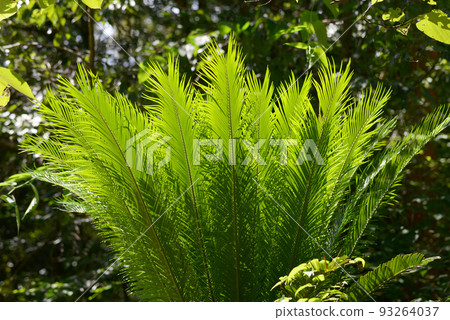Kusa tetsu leaf pattern 93264037
