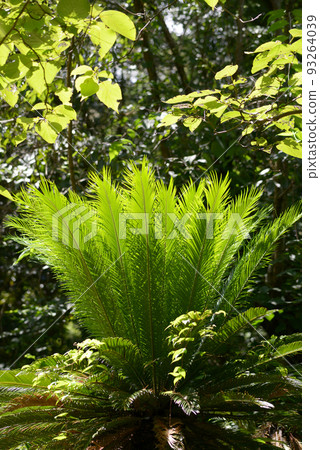 Kusa tetsu leaf pattern Kusa tetsu leaf pattern 93264039