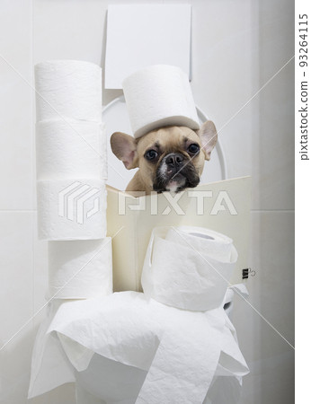 Funny dog french bulldog puppy sitting relaxed on a white toilet bowl in a cozy ceramic tiled bathroom surrounded by pyramid of rolls of soft toilet paper and with a roll on its head. Funny dog french bulldog puppy sitting relaxed on a white toilet bowl in a cozy ceramic tiled bathroom surrounded by pyramid of rolls of soft toilet paper and with a roll on its head. 93264115