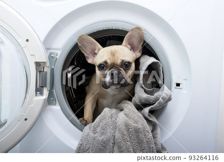 Purebred french bulldog puppy with big ears and black eyes posing looks with interest from the metal drum of a white washing machine located in a bathroom with white ceramic tiles on the walls. Purebred french bulldog puppy with big ears and black eyes posing looks with interest from the metal drum of a white washing machine located in a bathroom with white ceramic tiles on the walls. 93264116