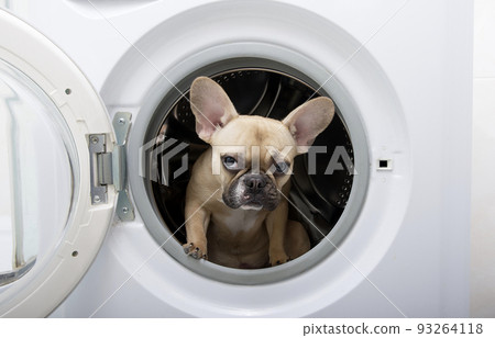 Purebred french bulldog puppy with a black muzzle with big black eyes looks with interest from the metal drum of a white washing machine located in a bathroom with white ceramic tiles on the walls. Purebred french bulldog puppy with a black muzzle with big black eyes looks with interest from the metal drum of a white washing machine located in a bathroom with white ceramic tiles on the walls. 93264118