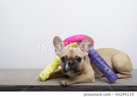 Purebred dog sad french bulldog with a funny black muzzle with big ears and black eyes sits posing next to a variety of colored toys attentively looks into the camera funny leaning 93264119