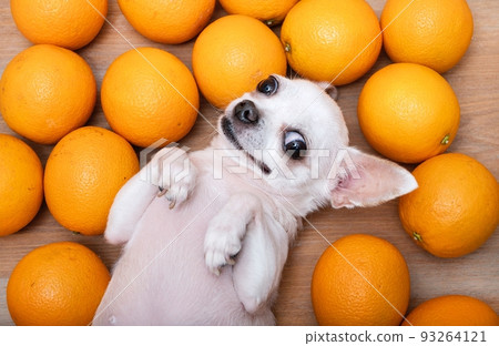 A smiling Chihuahua dog lies on its back among ripe yellow oranges and looks playfully at the camera. A smiling Chihuahua dog lies on its back among ripe yellow oranges and looks playfully at the camera. 93264121