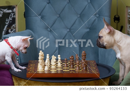 Two dogs, a bulldog and a chihuahua, are enthusiastically playing chess, sitting in comfortable chairs by the chessboard and carefully examining the pieces. 93264133