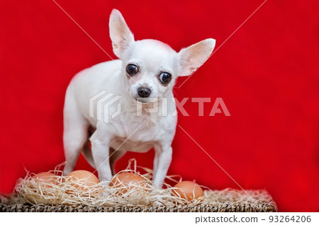 A small chihuahua dog stands guard over a nest made of straw in which chicken eggs lie and looks apprehensively directly into the camera. A small chihuahua dog stands guard over a nest made of straw in which chicken eggs lie and looks apprehensively directly into the camera. 93264206