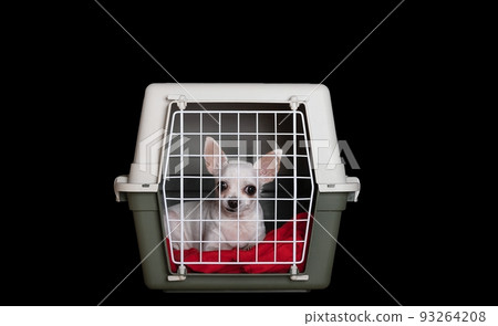 Transportation of a small dog of the Chihuahua breed, which lies quietly in a large plastic box with a closed metal lattice door. Transportation of a small dog of the Chihuahua breed, which lies quietly in a large plastic box with a closed metal lattice door. 93264208