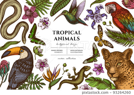Tropical animals hand drawn illustration design. Background with retro leopard, snake, lizard, hummingbird, toucan, scarlet macaw, rajah brooke's birdwing, african giant swallowtail, monstera, banana Tropical animals hand drawn illustration design. Background with retro leopard, snake, lizard, hummingbird, toucan, scarlet macaw, rajah brooke's birdwing, african giant swallowtail, monstera, banana 93264260