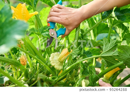 Woman harvesting pattypan vegetables in the garden 93264288