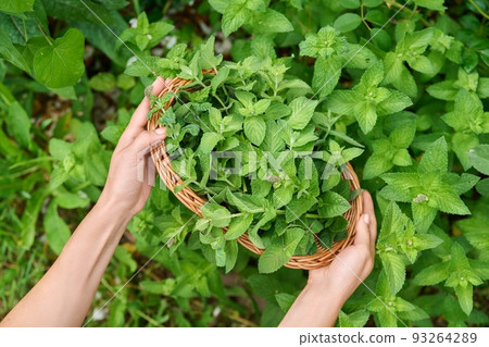 Harvesting mint leaves, woman's hands with pruner and wicker plate in garden 93264289
