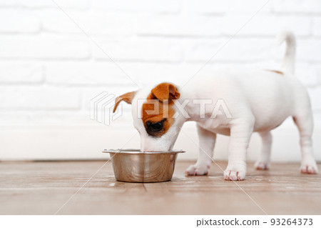 a jack russell terrier puppy eats food or drinks water from a bowl.  93264373