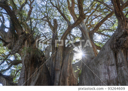 The Tule tree from Santa Maria del Tule, Mexico. The Biggest tree in Latin America is over 2000 years old 93264609