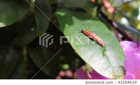 Slugs and azalea flowers on leaves under clear sky after rain Slugs and azalea flowers on leaves under clear sky after rain 93264639