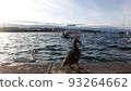 Wild ducks standing on Lake Leman in Geneva, Switzerland 93264662