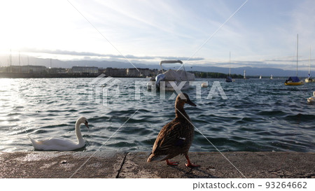 Wild ducks standing on Lake Leman in Geneva, Switzerland Wild ducks standing on Lake Leman in Geneva, Switzerland 93264662