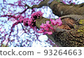 Bright pink cherry blossom trees and sky 93264663