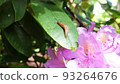 Slugs and azalea flowers on leaves under sunny sky after rain 93264676