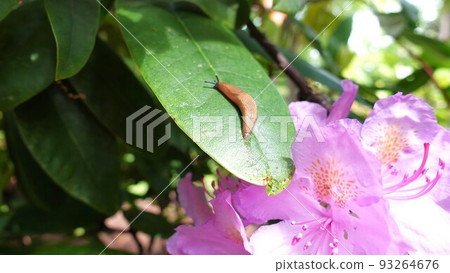 Slugs and azalea flowers on leaves under sunny sky after rain 93264676