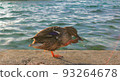 Wild bird duck standing on one leg on the shores of Lake Leman in Geneva, Switzerland 93264678