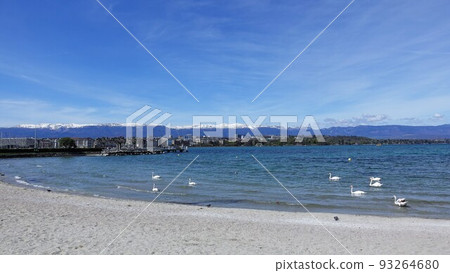 Wild birds swans, ducks and blue sky swimming on the shores of Lake Leman in Geneva, Switzerland, Europe on a sunny day 93264680