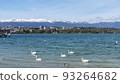 A wild bird swan swimming on the shores of Lake Leman in Geneva, Switzerland, and a snowy mountain seen in the distance with a blue sky 93264682