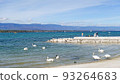 A wild bird swan swimming on the shores of Lake Leman in Geneva, Switzerland, and a snowy mountain seen in the distance with a blue sky 93264683