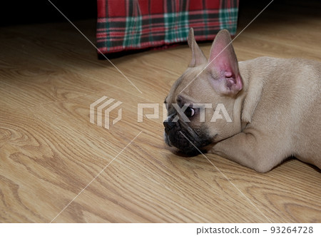 A small purebred beige bulldog with beautiful black nose and big years slipping on the structured surface of beige wooden floor at the farm house. No people photography. Sad mood. 93264728