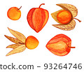 Cape gooseberries hand drawn collection 93264746
