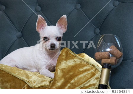 Studio photo session of a purebred white dog. Elegant Chihuahua dog with amazing big eyes lies in a cozy vintage dark blue armchair posing with golden coloured pillows. It is a vine party photo. 93264824