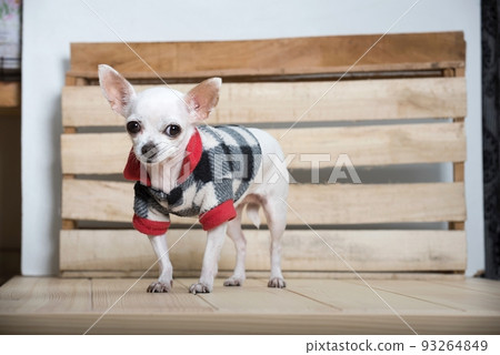 Amazing small purebred white chihuahua dog with smile on its muzzle wears in warm winter coat stands next to the wooden craft texture wall on the rustic table at the farm house, posing to the camera. Amazing small purebred white chihuahua dog with smile on its muzzle wears in warm winter coat stands next to the wooden craft texture wall on the rustic table at the farm house, posing to the camera. 93264849