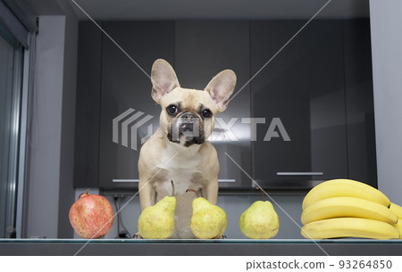 A purebred funny puppy of bulldog dog with black eyes and nose posing among different fruits with funny years on the kitchen table and looks straight to the photo camera. Kitchen view. A purebred funny puppy of bulldog dog with black eyes and nose posing among different fruits with funny years on the kitchen table and looks straight to the photo camera. Kitchen view. 93264850