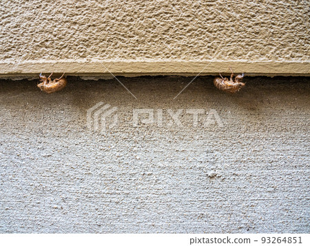 Cicada shells hanging under the eaves Cicada shells hanging under the eaves 93264851