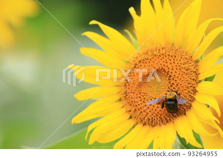 蜜蜂從向日葵中採集花蜜 授粉 蜜蜂從向日葵中採集花蜜 授粉 93264955