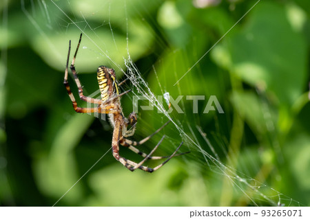 Predation of the long-tailed spider Predation of the long-tailed spider 93265071