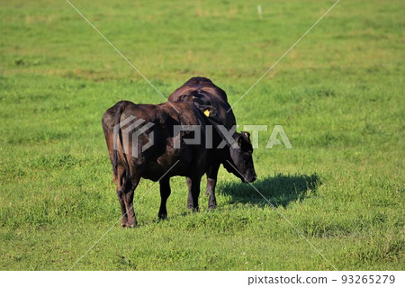 Hokkaido ranch and wagyu beef Hokkaido ranch and wagyu beef 93265279