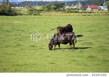 北海道牧場和和牛牛肉 93265289