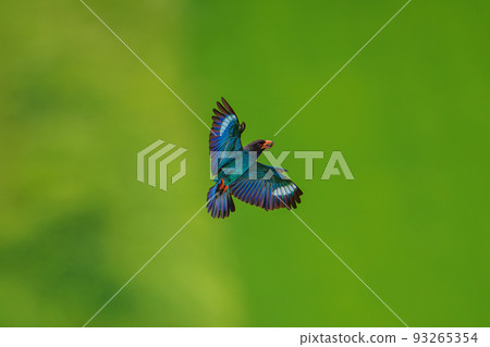 Flying Forest Jewel Roller 93265354
