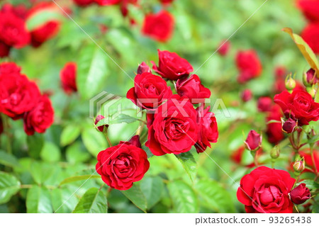 玫瑰花朵橡膠水泥漿 玫瑰花朵橡膠水泥漿 93265438