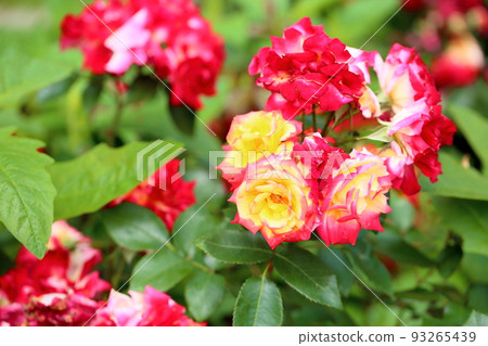 玫瑰花查爾斯頓 玫瑰花查爾斯頓 93265439