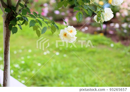 Rose flowers Schneebitten 93265657