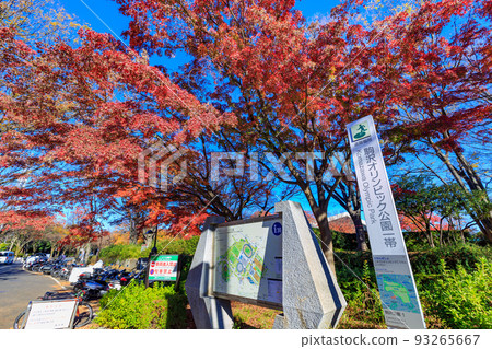 Setagaya-ku, Tokyo Autumn leaves at Komazawa Olympic Park Setagaya-ku, Tokyo Autumn leaves at Komazawa Olympic Park 93265667