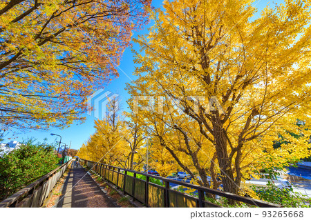 Setagaya-ku, Tokyo Autumn leaves of Komazawa Olympic Park Line of ginkgo trees Setagaya-ku, Tokyo Autumn leaves of Komazawa Olympic Park Line of ginkgo trees 93265668