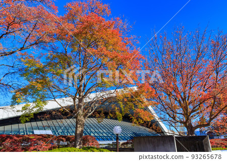 東京世田谷區駒澤體育館，駒澤奧林匹克公園的秋葉 93265678
