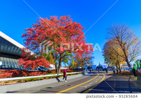 Komazawa Gymnasium, Setagaya Ward, Tokyo, autumn leaves at Komazawa Olympic Park Komazawa Gymnasium, Setagaya Ward, Tokyo, autumn leaves at Komazawa Olympic Park 93265684