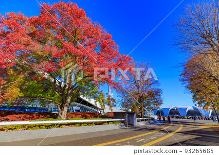 東京世田谷區駒澤體育館,駒澤奧林匹克公園的秋葉 東京世田谷區駒澤體育館,駒澤奧林匹克公園的秋葉 93265685