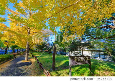 Setagaya-ku, Tokyo Autumn leaves of Komazawa Olympic Park Line of ginkgo trees 93265700