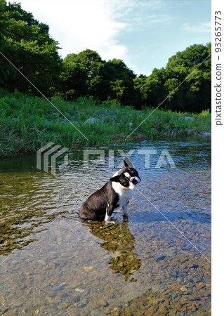 Mighty, a Boston terrier, poses cutely in the shallow waters of the Tokigawa River, a clear stream with beautiful blue skies and green trees in Tokigawa Town. 93265773