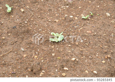 Summer is coming soon Mini sunflowers are sprouting Summer is coming soon Mini sunflowers are sprouting 93265845