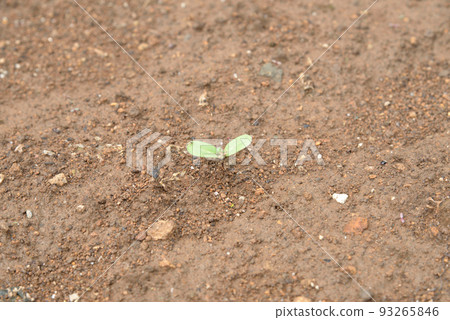 Summer is coming soon Mini sunflowers are sprouting 93265846